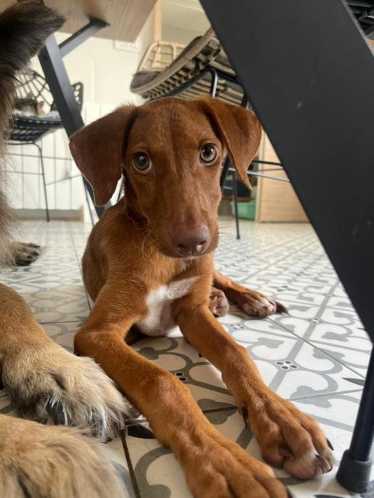 Coco