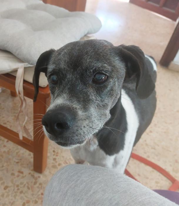 Merlín